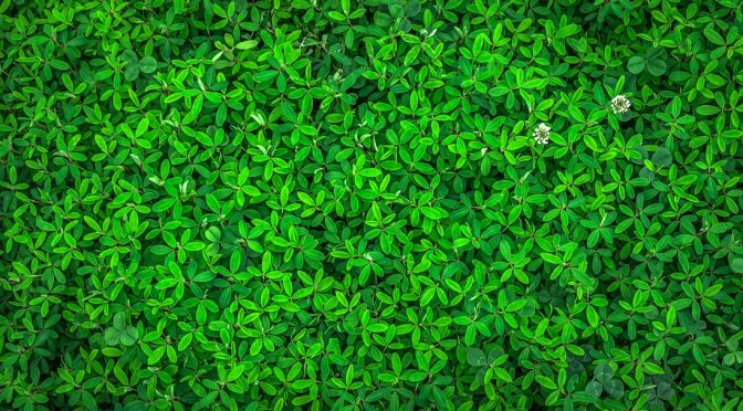 Vom Huflattich bis zum Rübenblatt landete einst (fast) alles in der Pfeife